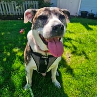 Zack, dog to adopt