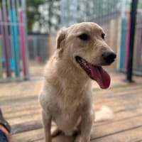 Woody, dog to adopt