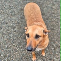 Darci, female dog to adopt