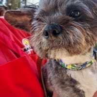 YAGO, perro en adopción
