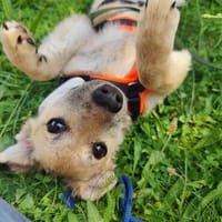 Kleine Lara sucht liebevolle Menschen!, Hündin zur Adoption