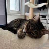Sozialer Kater PEPPINO sucht Zuhause!, Kater zur Adoption