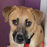 Snuggles - wartet in 96160 Geiselwind, Hund zur Adoption
