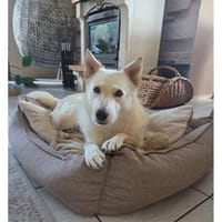 Melinda - wartet in 08459 Neukirchen/Ple, Hündin zur Adoption