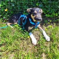 Leah - wartet in 27367 Sottrum, Hündin zur Adoption