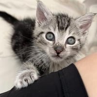 Katzenkind Valentino, Kater zur Adoption