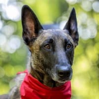 GINA - lernwillig & verschmust, Hündin zur Adoption