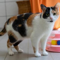 Toffee, Katze zur Adoption