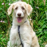 Kaschmir, Hund zur Adoption