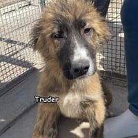 TRUDER, Hund zur Adoption