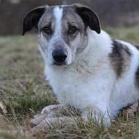 Liebevoller Hund REX sucht sein Zuhause!, Hund zur Adoption