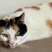 Coco, liebevolle Katzendame, ca. 4 Jahre, Katze zur Adoption