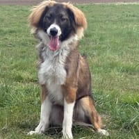 Bounty  junger, kluger Rüde, Hund zur Adoption
