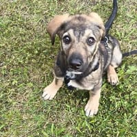 Süße Pele🌺 sucht liebevolles Heim, Hündin zur Adoption