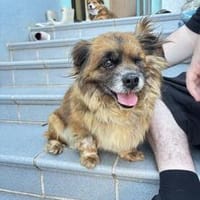 Süße kleine Pekinesen Mix Dame sucht Fam, Hündin zur Adoption