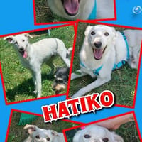Herzenshund Hatiko auf PS in 91217, Hund zur Adoption