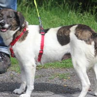 Leonie ist ein absoluter Schatz, Hündin zur Adoption