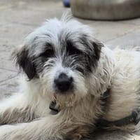 Sassie - wartet in 96160 Geiselwind, Hündin zur Adoption