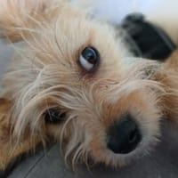 Süßer Eddi sucht liebevolles Zuhause, Hund zur Adoption