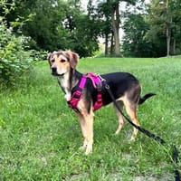Tolle, liebenswerte, aktive Ariel sucht, Hündin zur Adoption