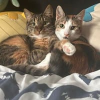 Pina und Nina aus dem Tierschutz, Katze zur Adoption