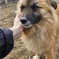 Fips 44 cm (Pflegestelle), Hund zur Adoption