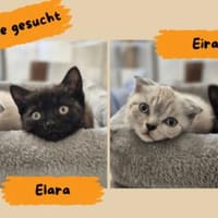 Eira u. Elara, Katze zur Adoption