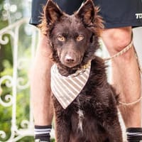 Berni, verschmuster Mudi(mix), ca. 1 J., Hund zur Adoption