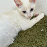 kleiner Pablo, Kater zur Adoption