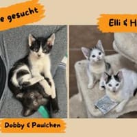 Elli, Heidi, Dobby u. Paulchen, Kater zur Adoption