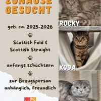 Arthur, Koda u. Rocky, Kater zur Adoption