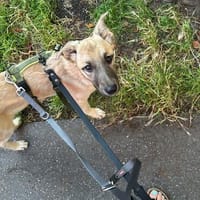 JAMIE - ich mache das schon richtig gut, Hund zur Adoption