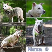 NEVA -sucht hundeerfahrenes Zuhause-, Hündin zur Adoption
