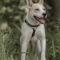 Hailey (Hedvig) Fröhliche Junghündin, Hündin zur Adoption