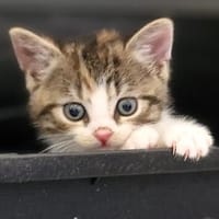 Katzenkind PIPPI, Katze zur Adoption