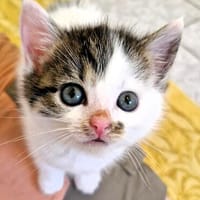 Katzenkind PIPER, Katze zur Adoption