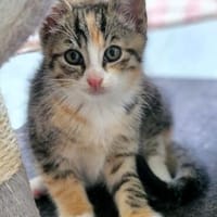 Katzenkind KAJA, Katze zur Adoption