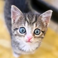 Katzenkind PIPPA, Katze zur Adoption