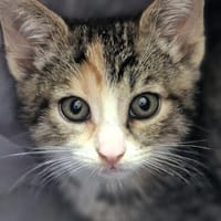 Katzenkind KETE, Katze zur Adoption