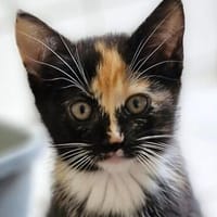 Katzenkind KIMMI, Katze zur Adoption