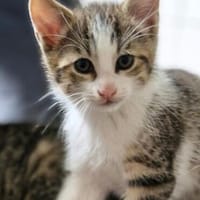 Katzenkind KNERTEN, Kater zur Adoption