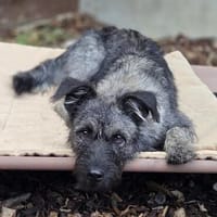 Die hübsche Cleo will endlich ankommen!, Hündin zur Adoption