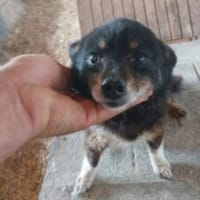 Maya 27 cm (Pflegestelle), Hündin zur Adoption