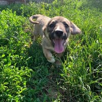Goldige kleine Racker suchen ihr Glück!, Hund zur Adoption