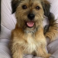 Tony° in 86529 Schrobenhausen, Hund zur Adoption