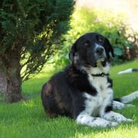 Samu - Lustiger Jungspunt sucht Dich, Hund zur Adoption