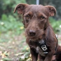 Azor°  80798 München, Hund zur Adoption