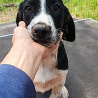 Hundekind Karlsson auf Pflegestelle, Hund zur Adoption