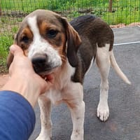 Hundekind Karla auf Pflegestelle, Hündin zur Adoption