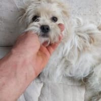 Conny 34 cm (Pflegestelle), Hündin zur Adoption